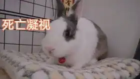 兔叽乖乖摸头