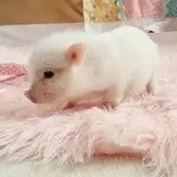 粉红小香猪头像高清网红迷你猪小香猪高清头像