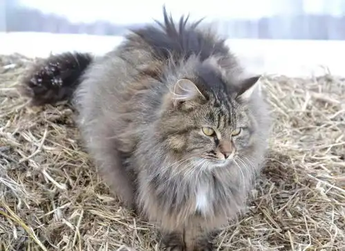 世界上十大最大的猫科动物