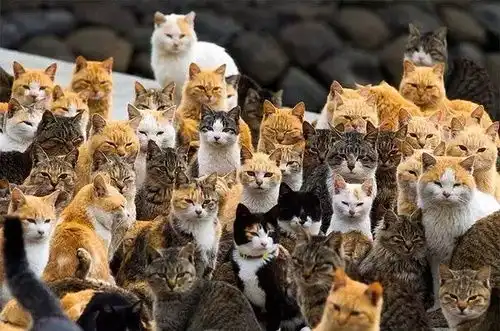 看到这么多猫会不会吓得慌新增橘猫表情包