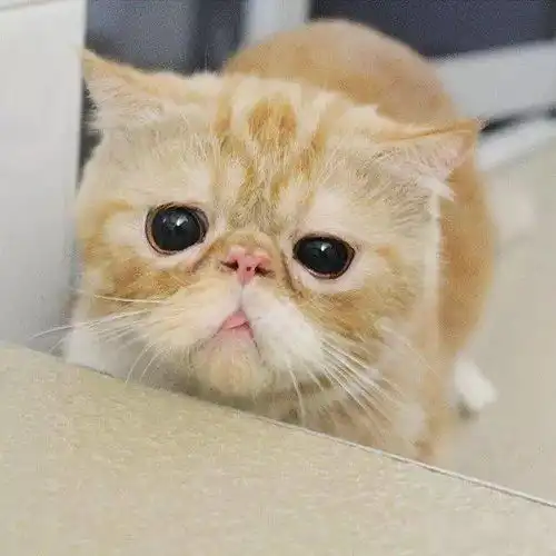 这些吐舌头的猫咪们,可爱极了