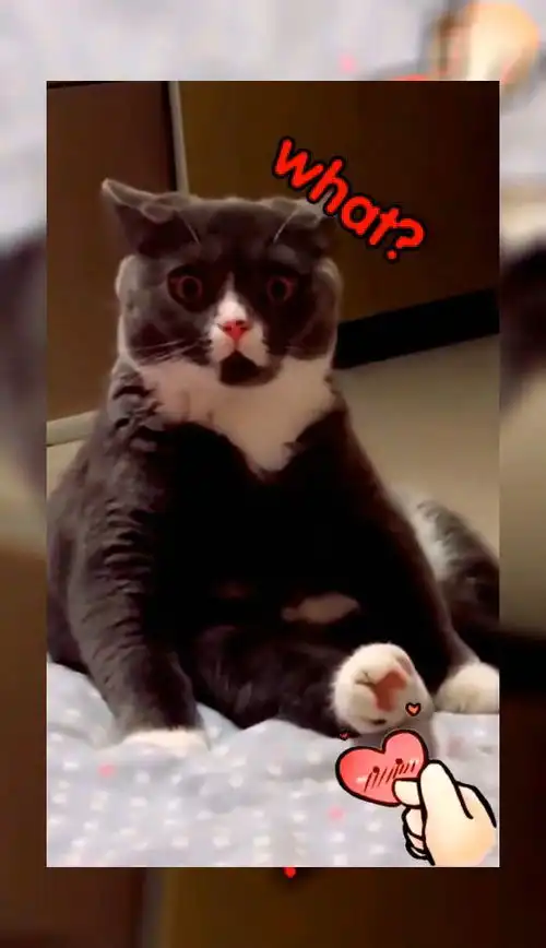猫我就想问问,我的表情到位吗