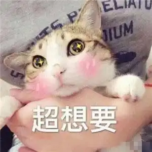 猫咪表情包忘了他吧,我卖萌养你
