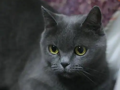 猫的神秘世界英国短毛猫与矮脚猫的传奇殊途