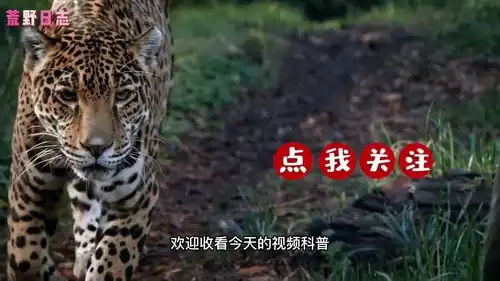 平头哥蜜獾被豹子捕获,不甘被吃掉,坚决与豹子战斗到最后一刻