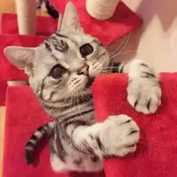 委屈猫走红盘点身价亿万的宠物