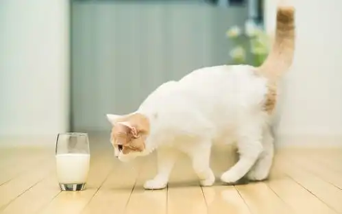 详解猫用卵磷脂的作用与功效