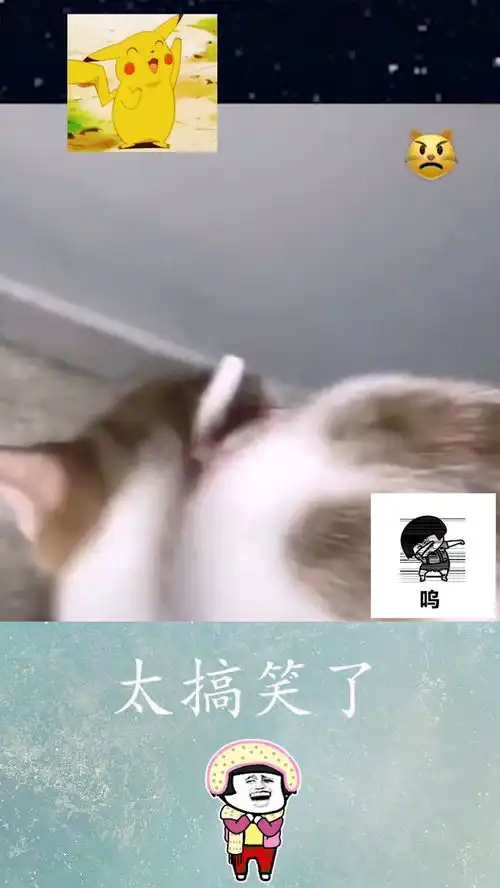 猫咪过生日,下一秒猫咪的表情亮了