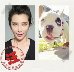 非单身千万别点李冰冰演绎真人版单身汪表情包,以后聊天就用它了