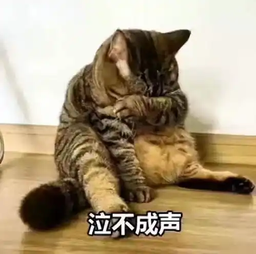 猫咪向主人道歉的方式,看不懂的,只能证明你养猫有多失败
