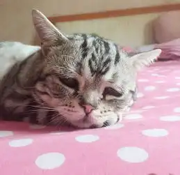 这只来自中国的小猫火了表情融化人心