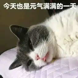 猫咪表情包今天也是元气满满的一天