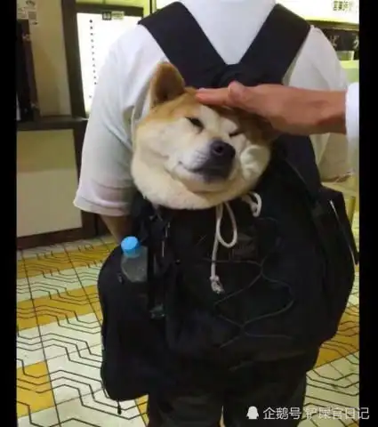 看到路人的柴犬背包特别萌,忍不住摸了一下,竟然还会动