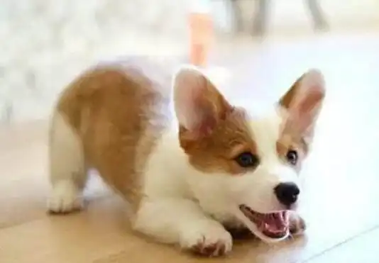 普通柯基犬和赛级柯基犬的四大区别