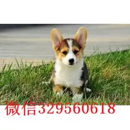 合肥直销高品质威尔士柯基犬血统纯正品质健康有保障