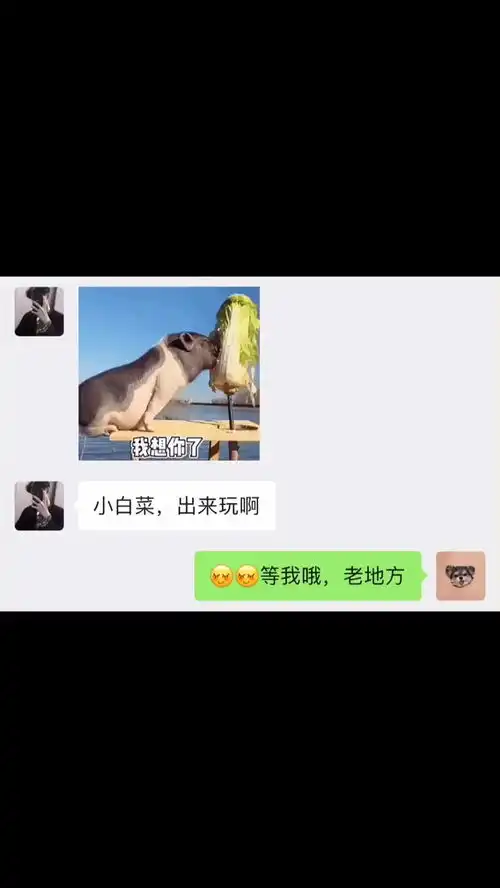 小白菜,懂我意思不表情包小可爱已上线聊天记录甜甜的恋爱