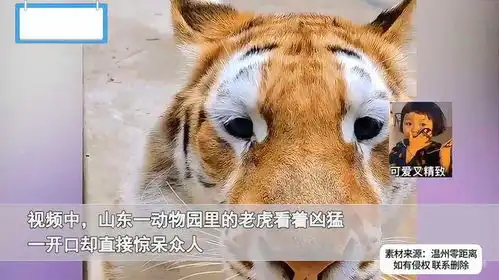 动物园老虎空有凶猛气势,下秒撒娇奶音一出大家笑喷牛里牛气的