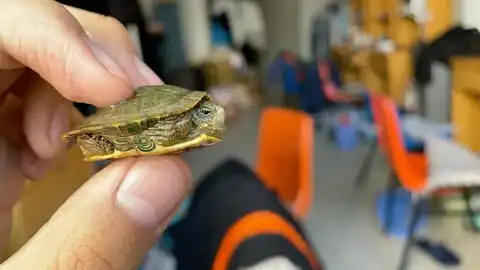 小巴西龟惊恐的表情