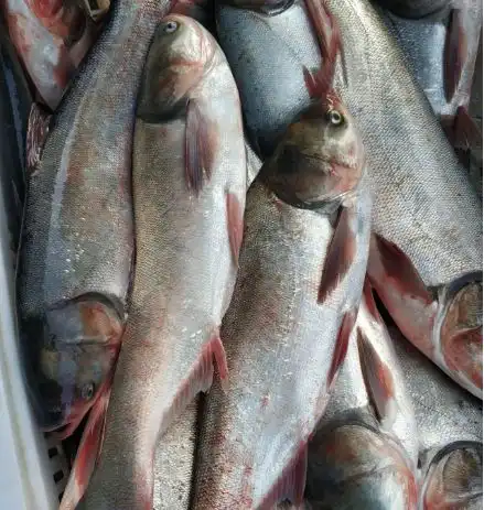 曾是香饽饽的白鲢,为何现在被嫌弃很少人吃了白鲢鱼不好吃吗
