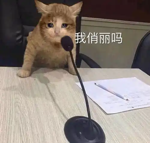 猫咪表情包干啥啥不行,睡觉第一名养猫