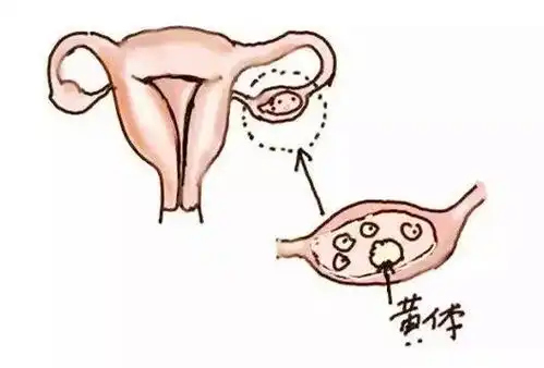 黄体酮跟怀孕的关系大揭秘转载
