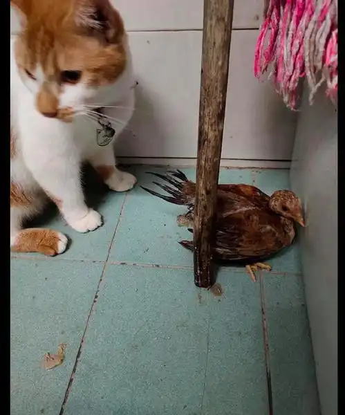 猫咪从外面叼了一个小鸡回来,一副很想吃的表情今晚吃鸡吗