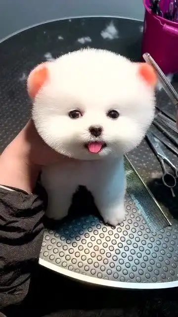 一只表情丰富的狗子,这小眼神也太可爱了吧