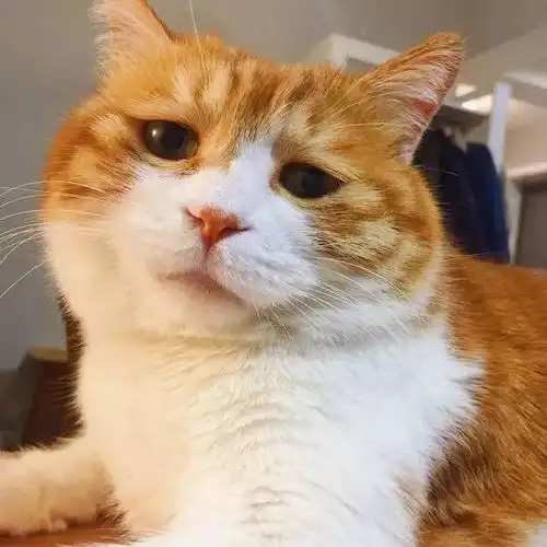 趣闻小确丧猫火了猫生绝望的日常会是你下一个头像吗