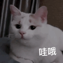 我被骗了骗子特征有毛,肥胖,四脚兽