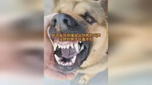 狗子呲牙咧嘴发出恐怖的叫声,没想到男子丝毫不怕