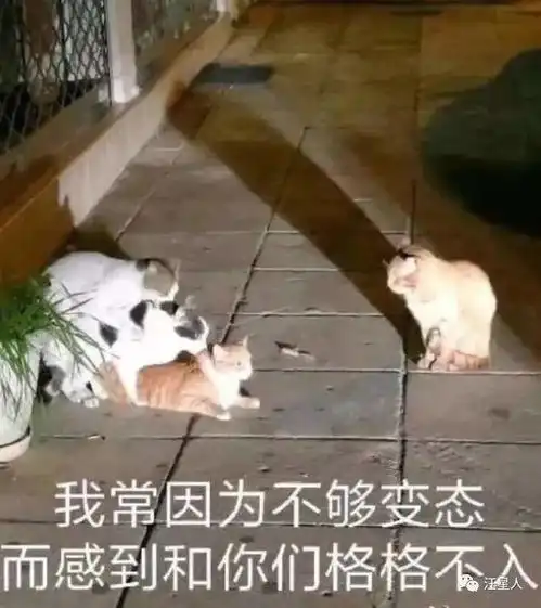 笑喷5只猫在窗前围观4只狗,猫猫一脸震惊贵圈真乱