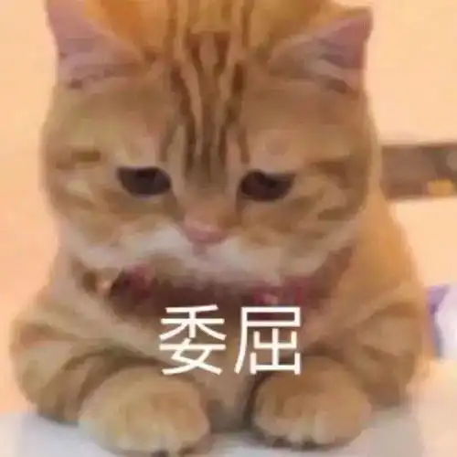 嘿嘿,你懂我的意思吧丨第132期喵表情