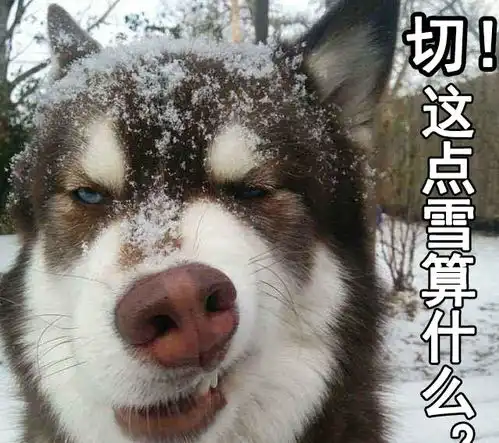 狗雪表情包卧槽下雪了喂,求求你们北方佬别这个表情好吗