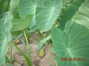 这个中药叫什么