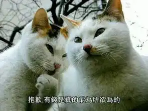 要饭保命系列表情包,双十一花式哭穷就指着它了