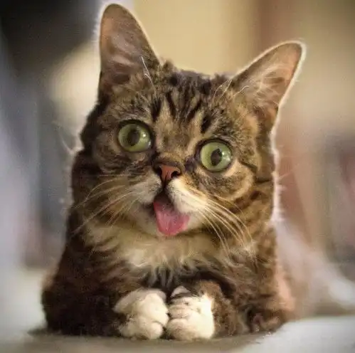 生气猫不爽猫吐舌猫等,可爱外表下的心酸故事