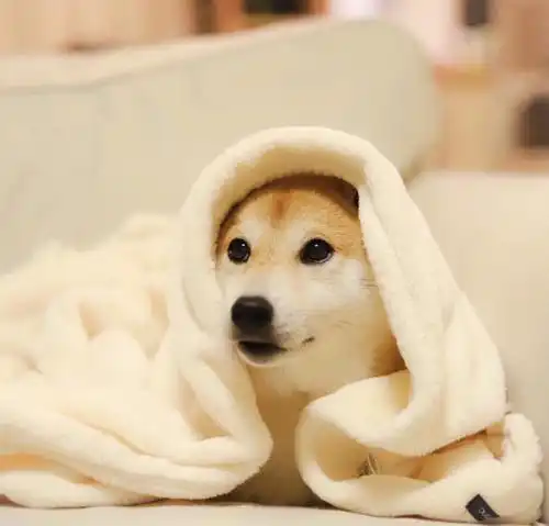 狗身上长癣能洗澡吗