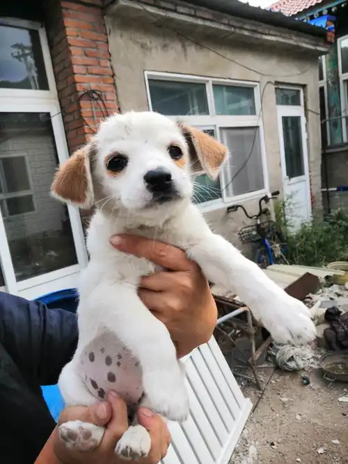 北京领养满月小奶狗和妈妈找领养不然就只能送去...