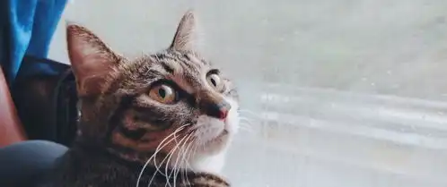 从四川到深圳,这只狸花猫一路都是好奇的表情,让人忍不住想笑