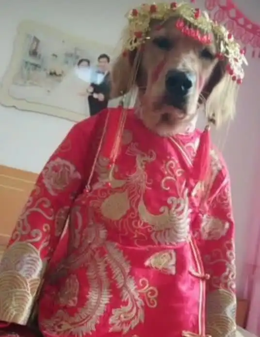 另类新娘诞生,网友这绝对是真爱,金毛表情这是被逼婚了