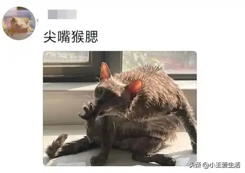果然,动物长的像人就有点丑评论区的网友分享给我笑麻了