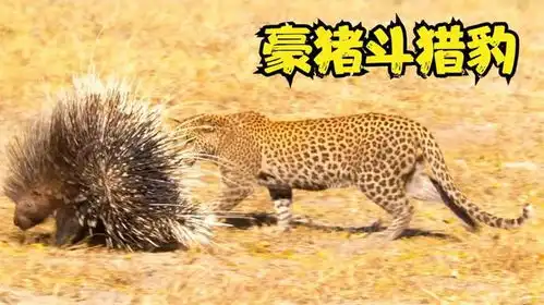 豪猪肉质太美味,猎豹也想尝尝,结果可想而知