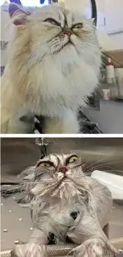 洗澡前后的喵星人,这是换了只猫吧