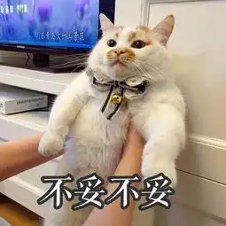 这只魔性的猫有毒,浑身上下都是表情包,是只公猫却叫楼板娘