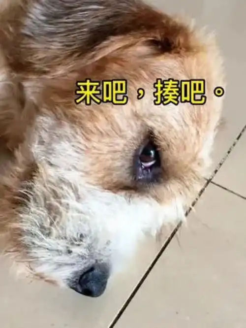 我想了想还是不揍肥花了,毕竟平时也帮我分担了不少带娃的幸苦,让它发泄一下情绪也好萌娃与萌宠金毛宠物和孩子