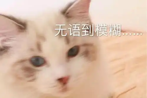 布偶猫过于黏人是怎样的体验