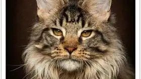 居然被猫帅到了