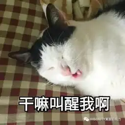 颜值云养猫不如吸花草