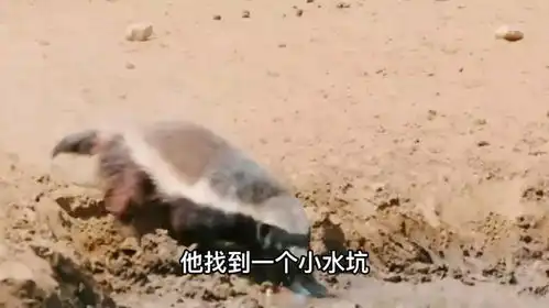 生啃蝎子老鼠和蛇,挑战巨蜥,偷鸵鸟蛋,这只蜜獾太嚣张