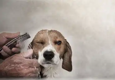爆笑宠物狗的洗澡囧态